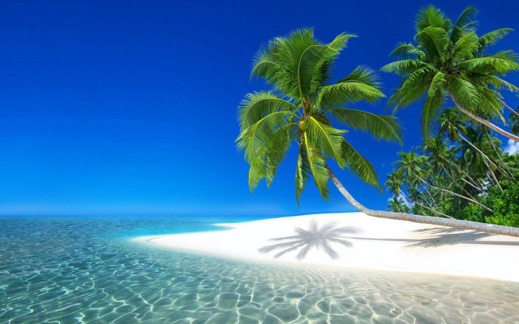 Обои вода, пальмы, красиво, water, palm trees, beautiful разрешение 2560x1700 Загрузить