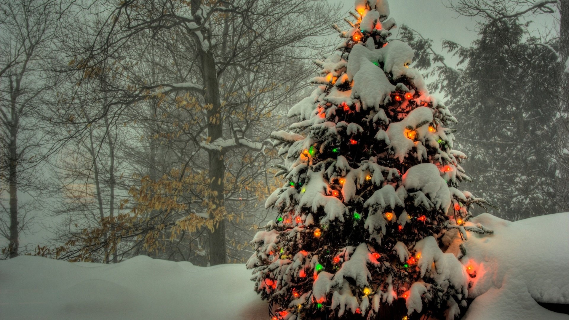 Обои огни, снег, елка, гирлянды, цветные, зимний.лес, lights, snow, tree, garland, colored, winter.forest разрешение 2560x1600 Загрузить