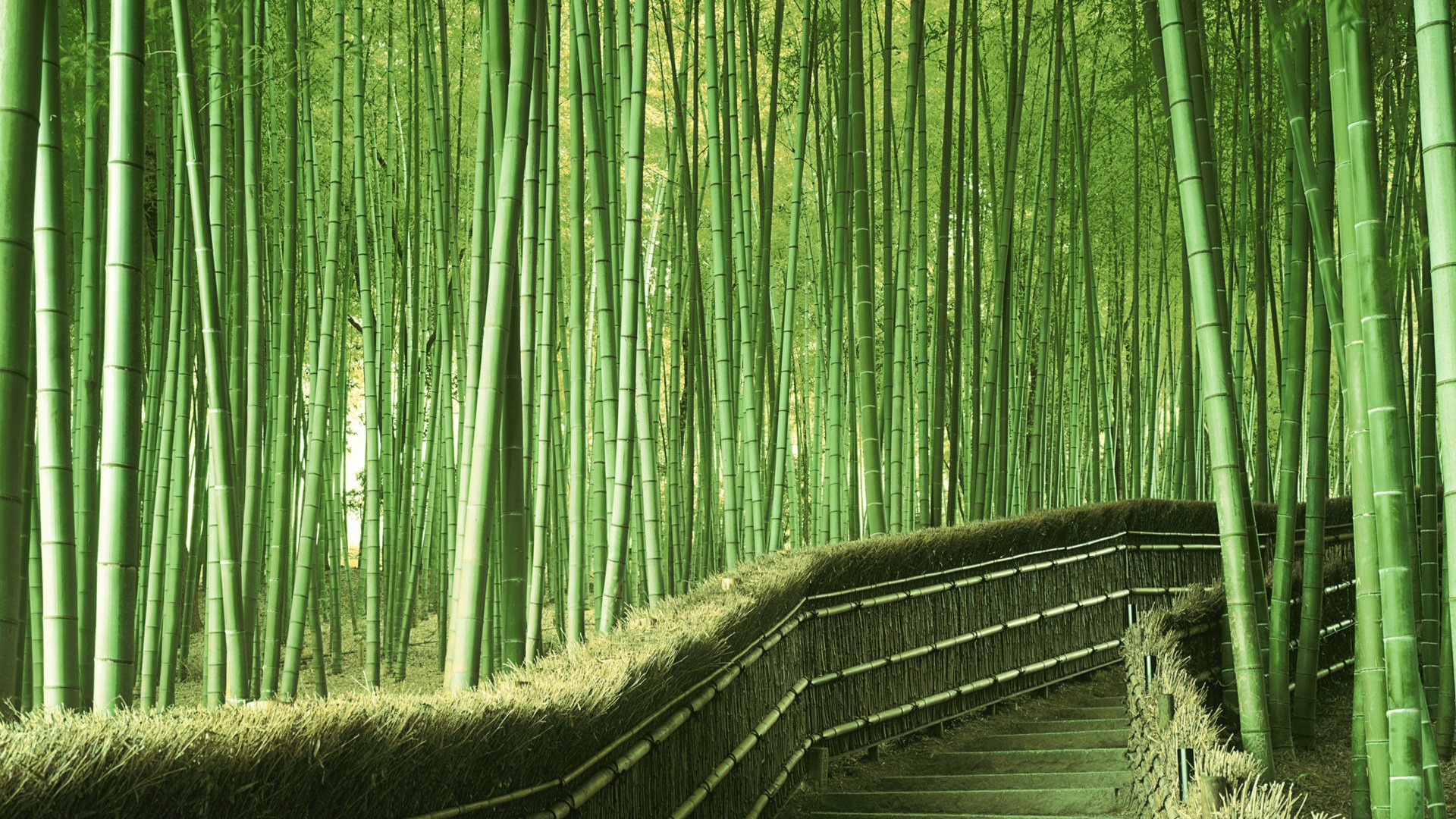 Обои зелень, япония, бамбук, greens, japan, bamboo разрешение 1920x1200 Загрузить