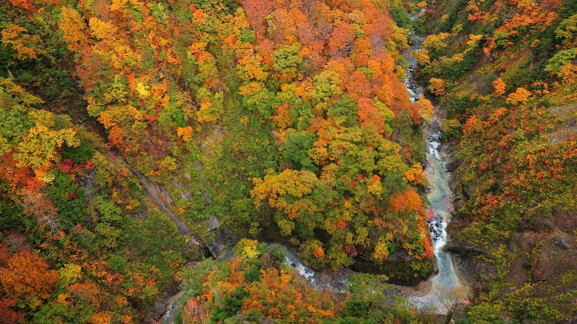 Обои деревья, река, лес, листья, осень, ущелье, сверху, trees, river, forest, leaves, autumn, gorge, top разрешение 2560x1600 Загрузить