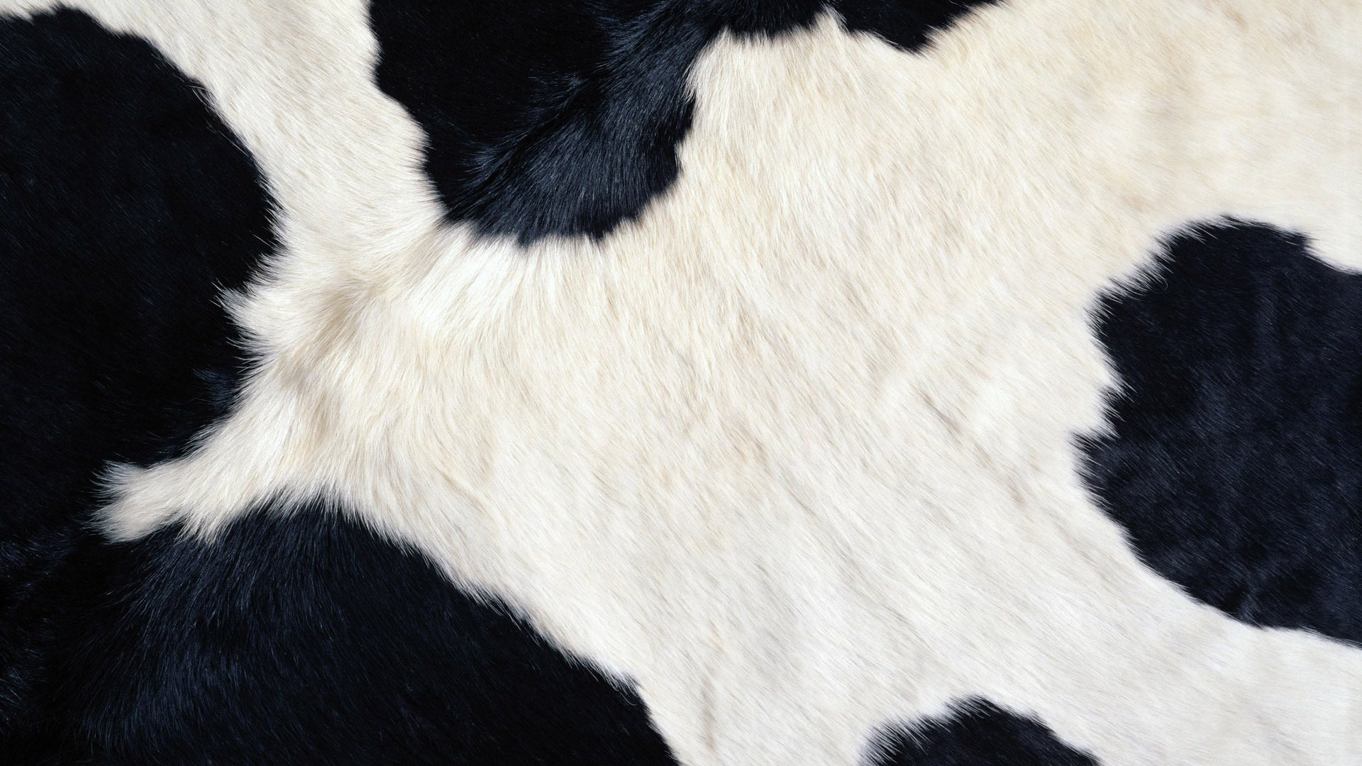 Обои черный, белый, пятна, корова, black, white, spot, cow разрешение 1920x...