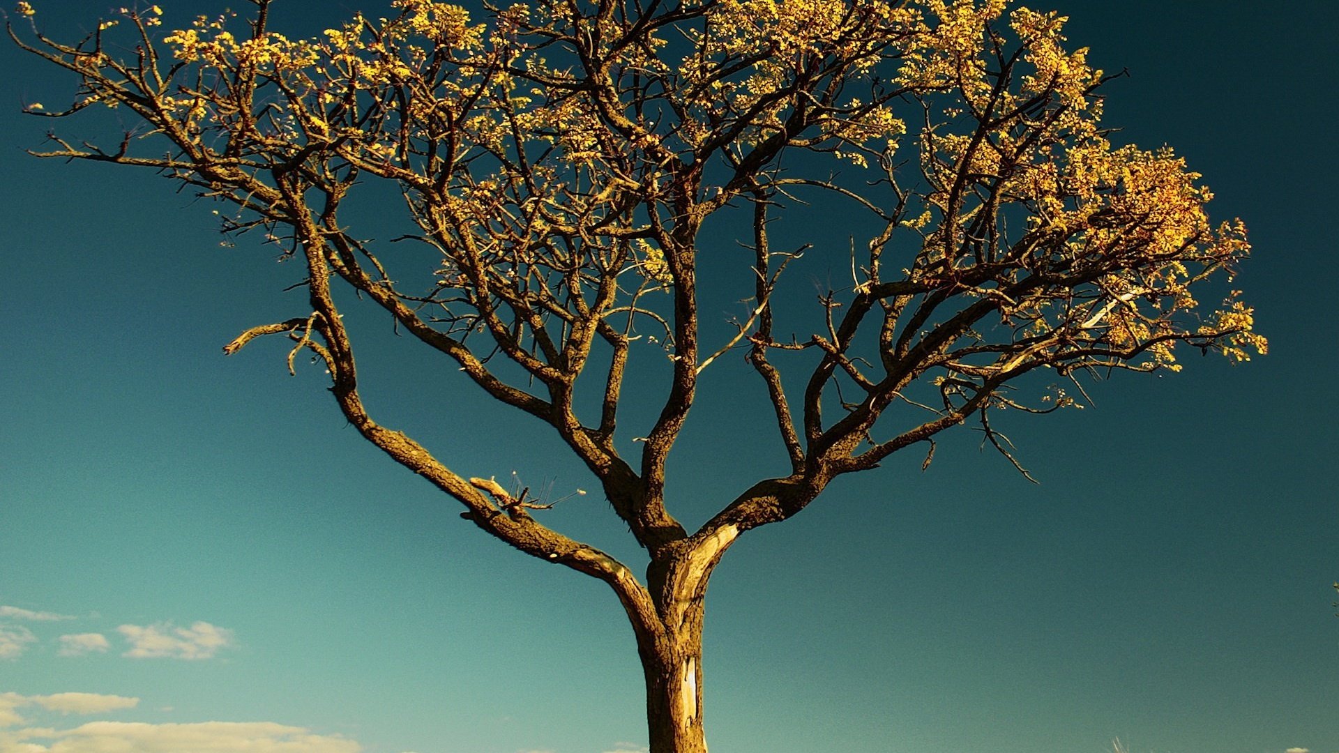 Обои небо, дерево, листья, ветки, ствол, сухое дерево, the sky, tree, leaves, branches, trunk, a dry tree разрешение 1920x1440 Загрузить