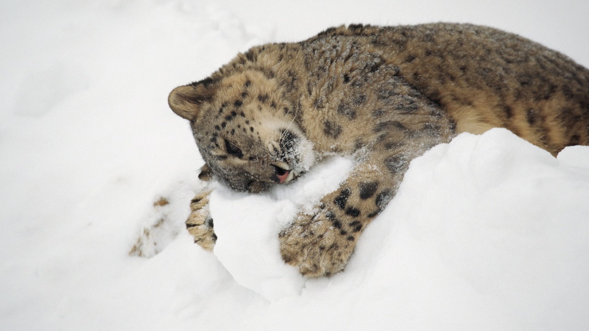 Обои снег, снежный барс, ирбис, snow, snow leopard, irbis разрешение 1920x1200 Загрузить