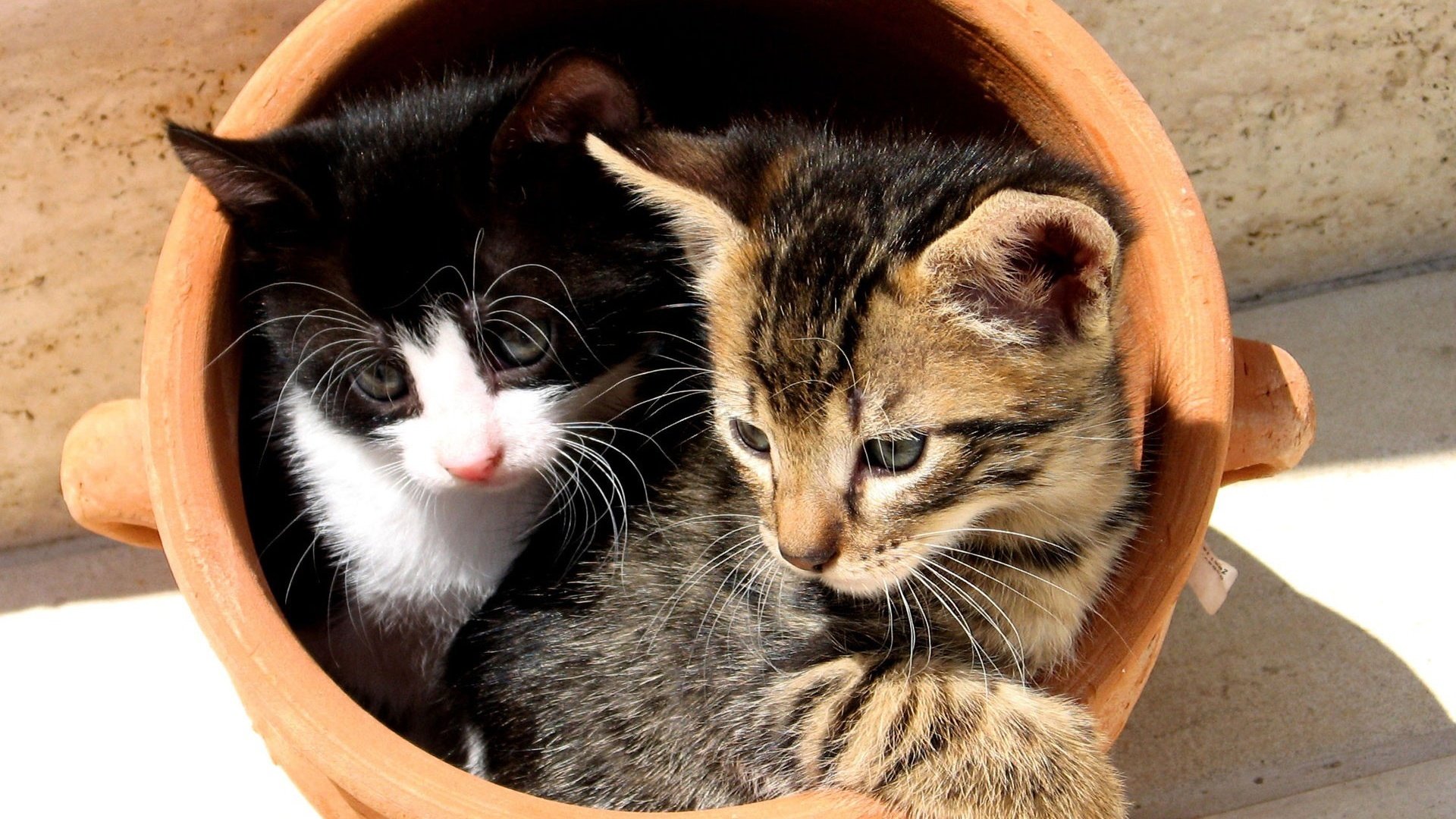 Обои коты, кошки, котята, мордочки, горшок, cats, kittens, faces, pot разрешение 1920x1200 Загрузить