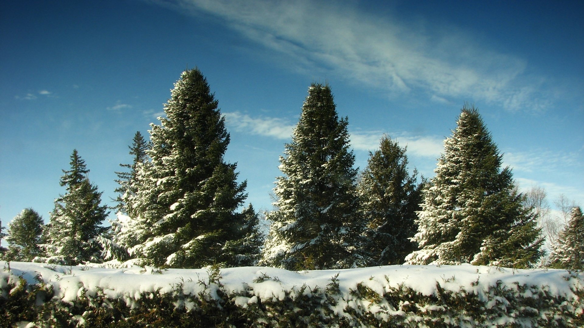 Обои небо, снег, елки, the sky, snow, tree разрешение 2560x1600 Загрузить