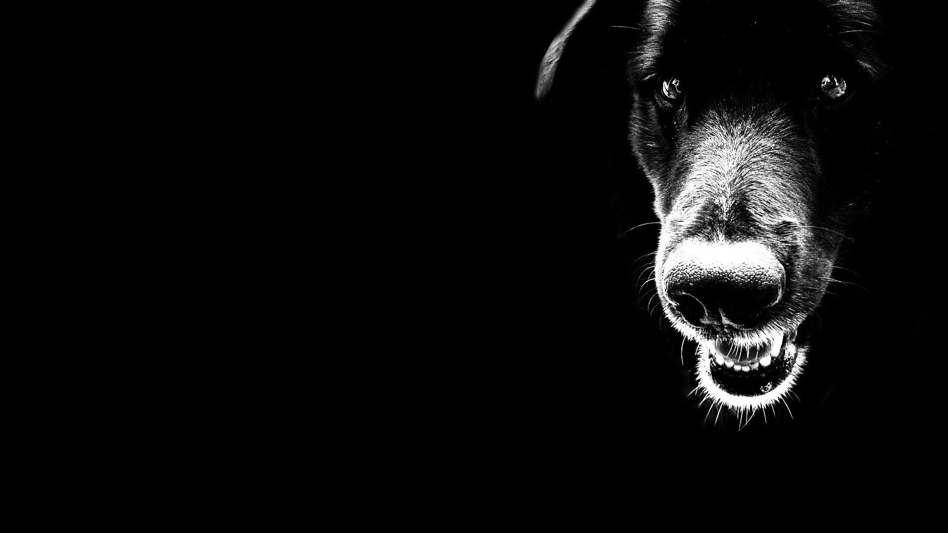Обои чёрно-белое, черный, собака, минимализм, black and white, black, dog, minimalism разрешение 1920x1200 Загрузить
