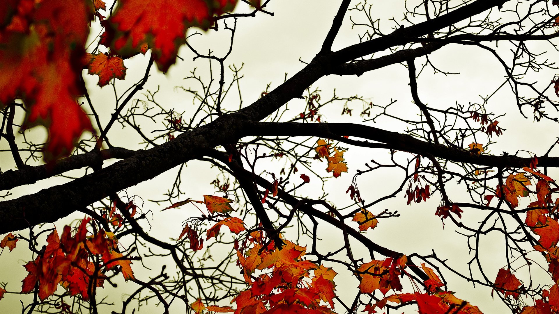 Обои небо, деревья, листья, осень, оранжевый, the sky, trees, leaves, autumn, orange разрешение 2560x1600 Загрузить