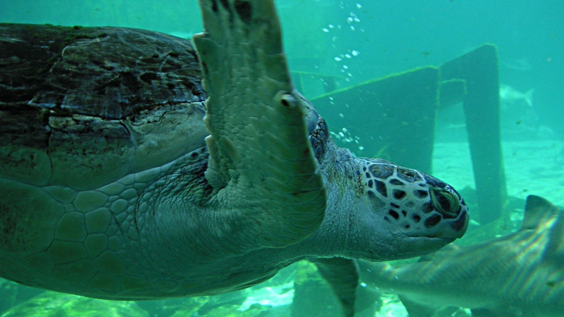 Обои черепаха, океан, подводный мир, turtle, the ocean, underwater world разрешение 1920x1200 Загрузить