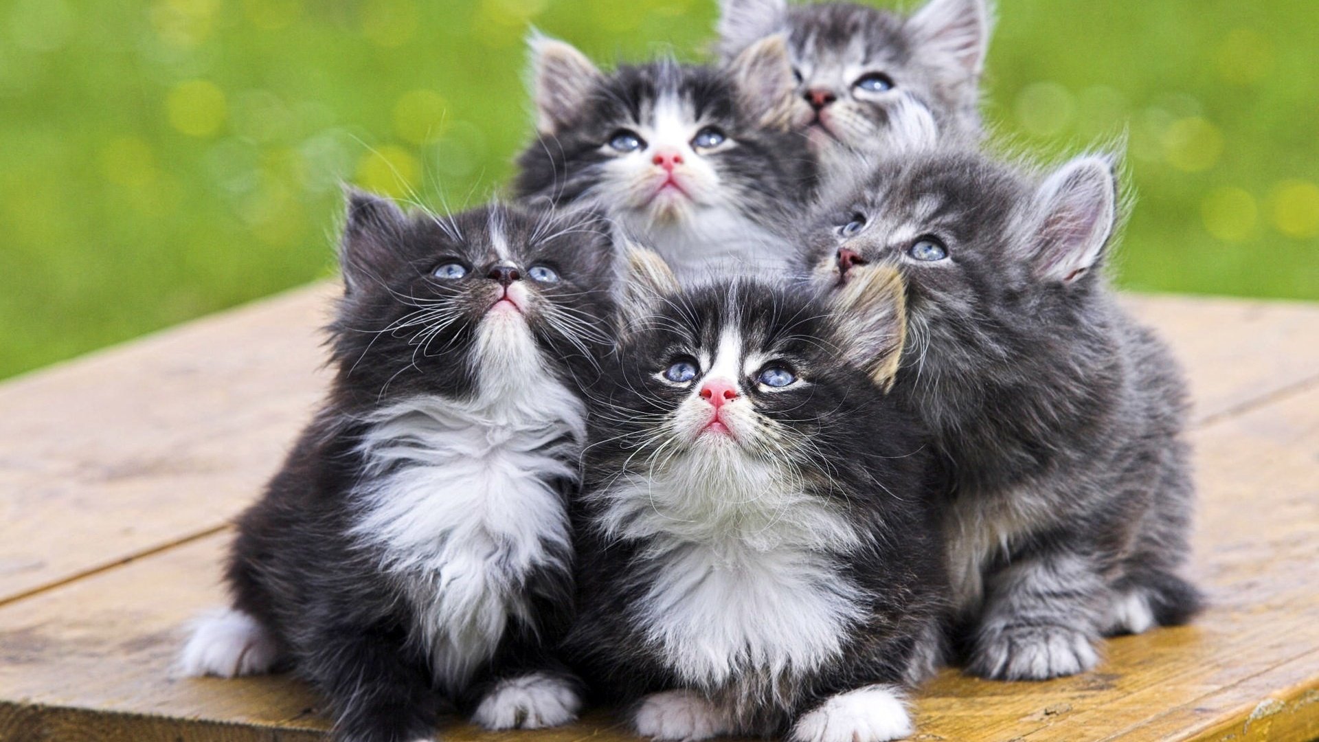Обои взгляд, пушистые, котята, look, fluffy, kittens разрешение 1920x1200 Загрузить