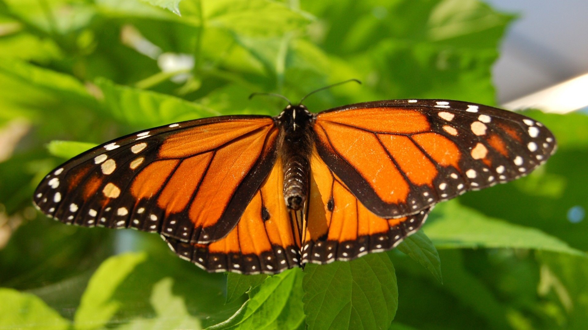 Обои насекомое, листва, лето, бабочка, крылья, мотылек, insect, foliage, summer, butterfly, wings, moth разрешение 1920x1200 Загрузить