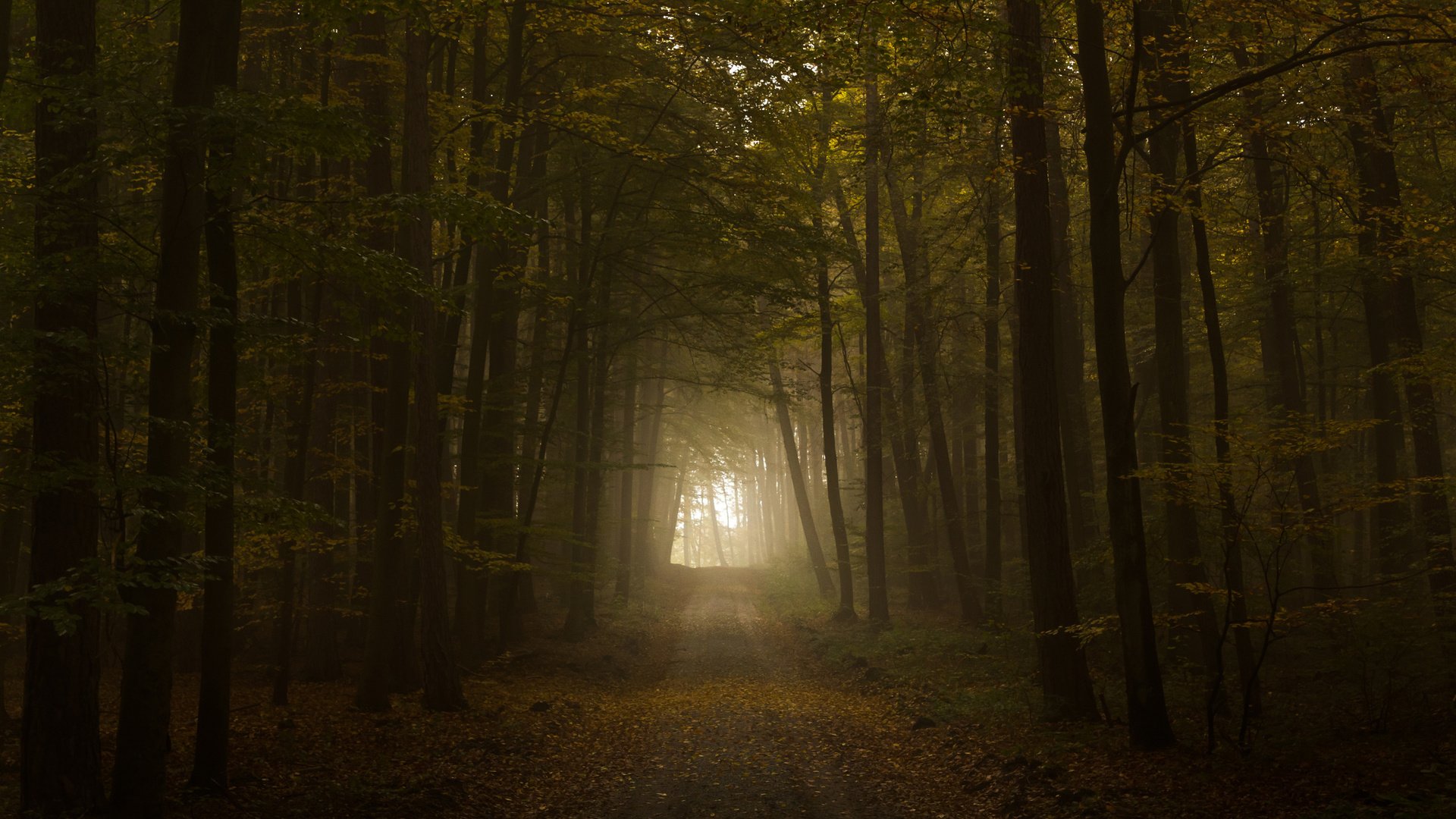 Обои свет, дорога, листва, осень, тунель, the road, light, road, foliage, autumn, tunnel разрешение 2560x1600 Загрузить