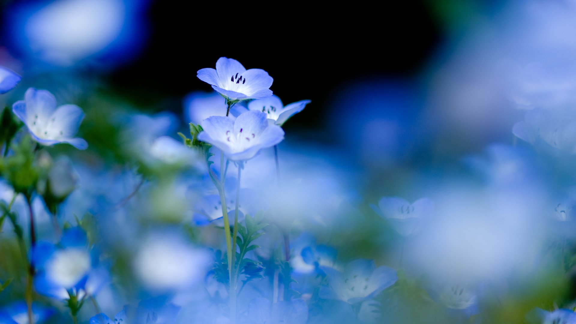 Обои цветы, природа, растения, черный фон, нежность, голубые, синие, flowers, nature, plants, black background, tenderness, blue разрешение 3648x2736 Загрузить