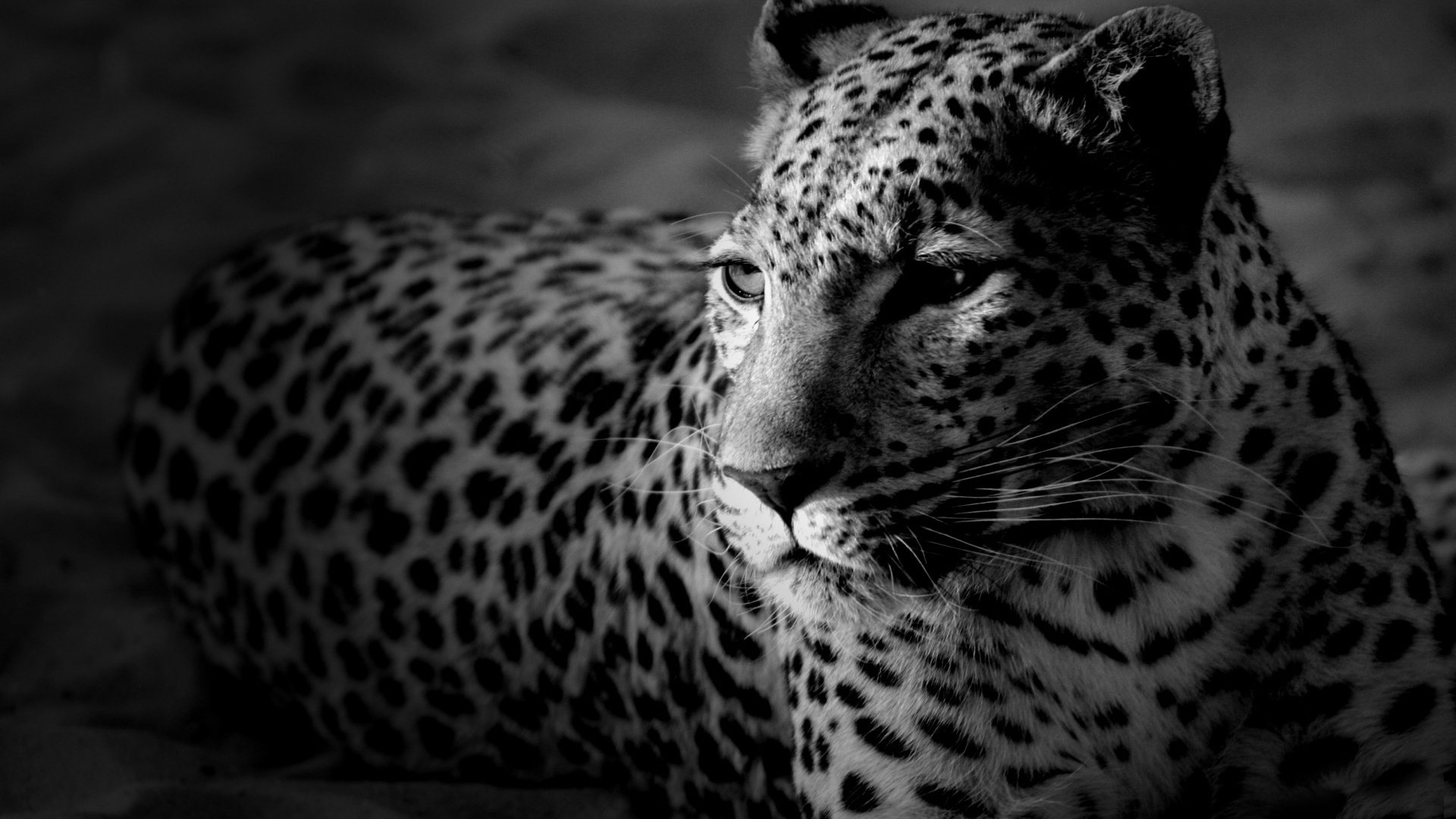 Обои морда, леопард, черно-белые обои, face, leopard, black and white wallpaper разрешение 1920x1200 Загрузить