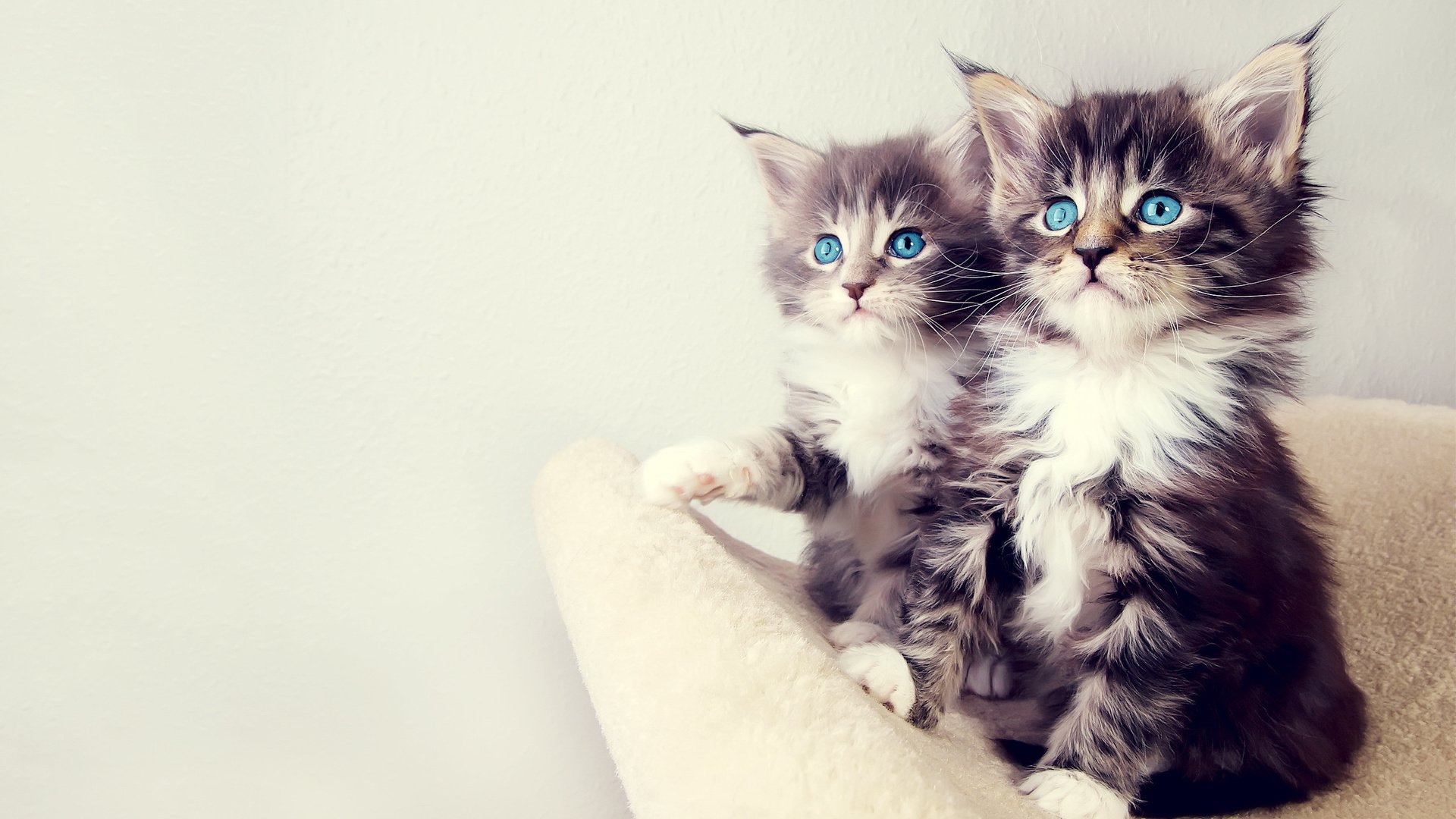 Обои глаза, взгляд, кошки, котята, eyes, look, cats, kittens разрешение 2560x1600 Загрузить