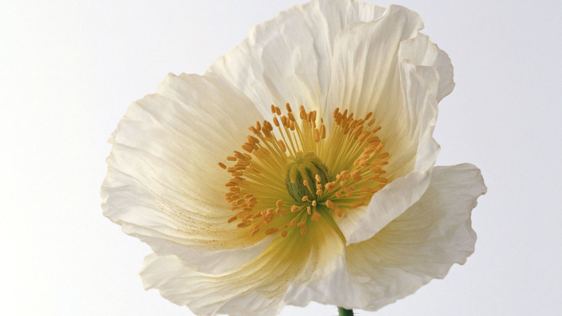 Обои цветок, лепестки, белый, мак, белый фон, flower, petals, white, mac, white background разрешение 1920x1200 Загрузить