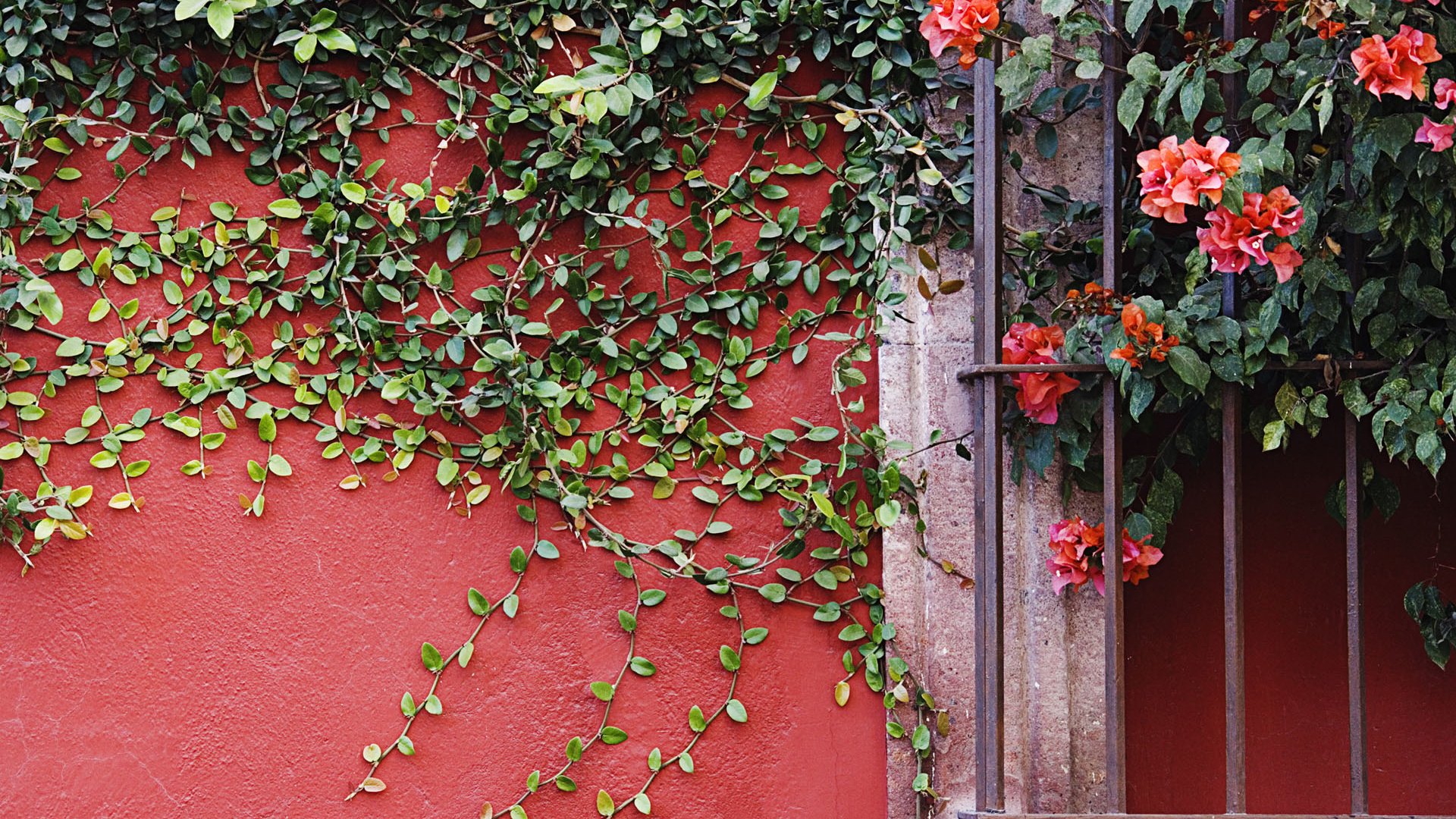Обои цветы, листья, стена, лианы, flowers, leaves, wall, vines разрешение 1920x1200 Загрузить