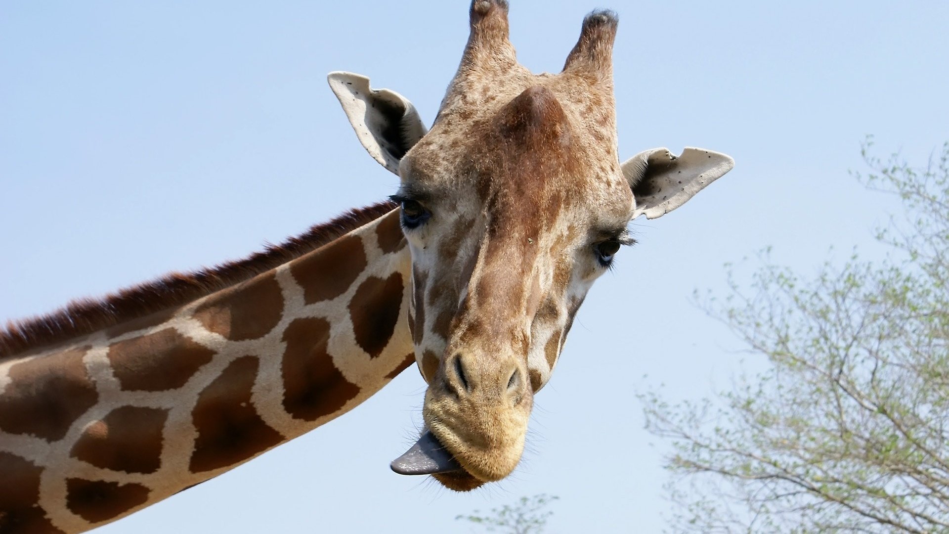 Обои морда, взгляд, язык, жираф, рожки, шея, face, look, language, giraffe, horns, neck разрешение 1920x1440 Загрузить