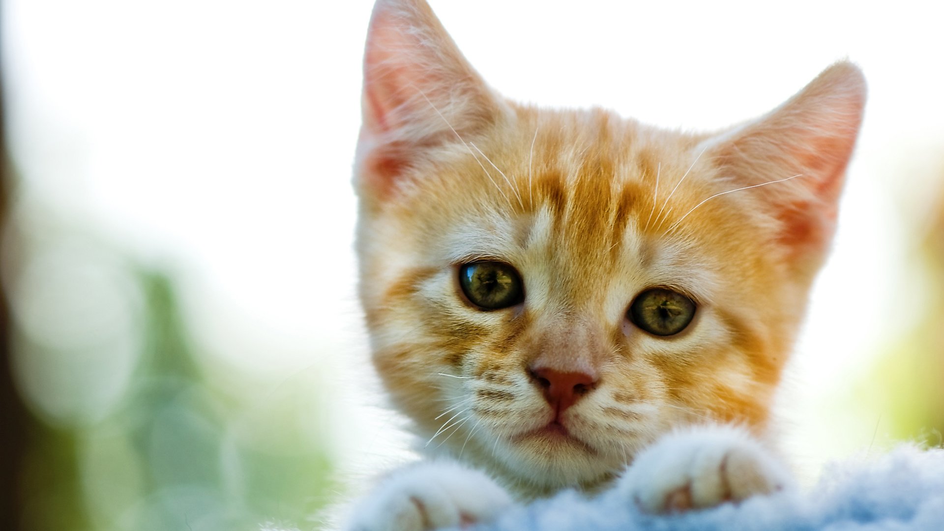 Обои кот, усы, кошка, котенок, рыжий, cat, mustache, kitty, red разрешение 2560x1600 Загрузить