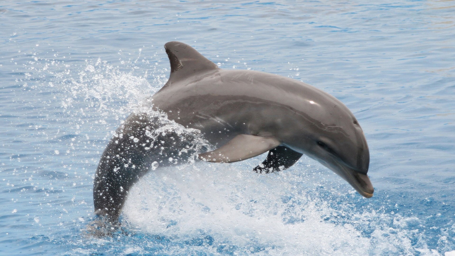 Обои вода, брызги, прыжок, дельфин, water, squirt, jump, dolphin разрешение 1920x1200 Загрузить