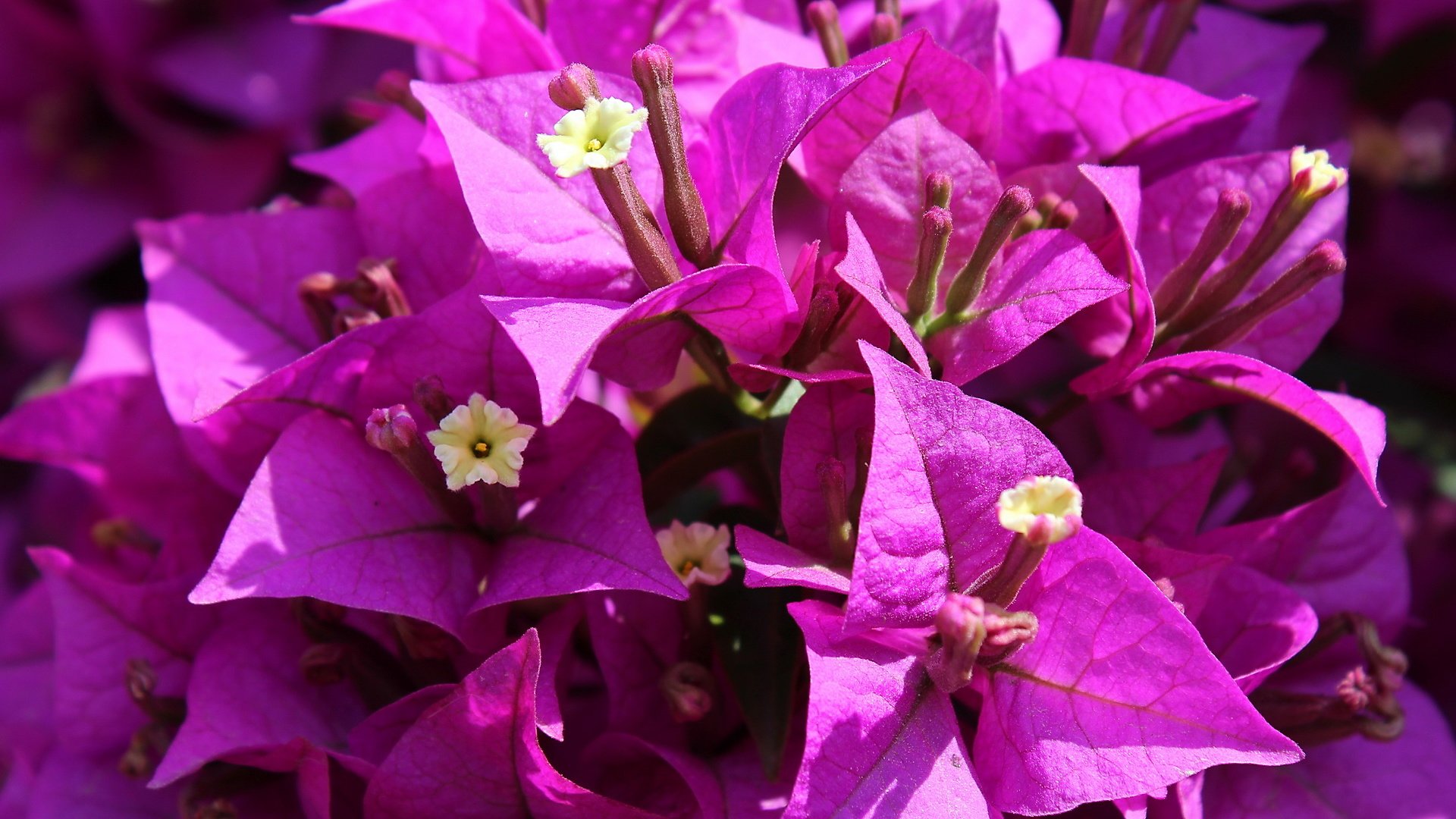 Обои цветы, сиреневые, бугенвиллея, flowers, lilac, bougainvillea разрешение 1920x1200 Загрузить
