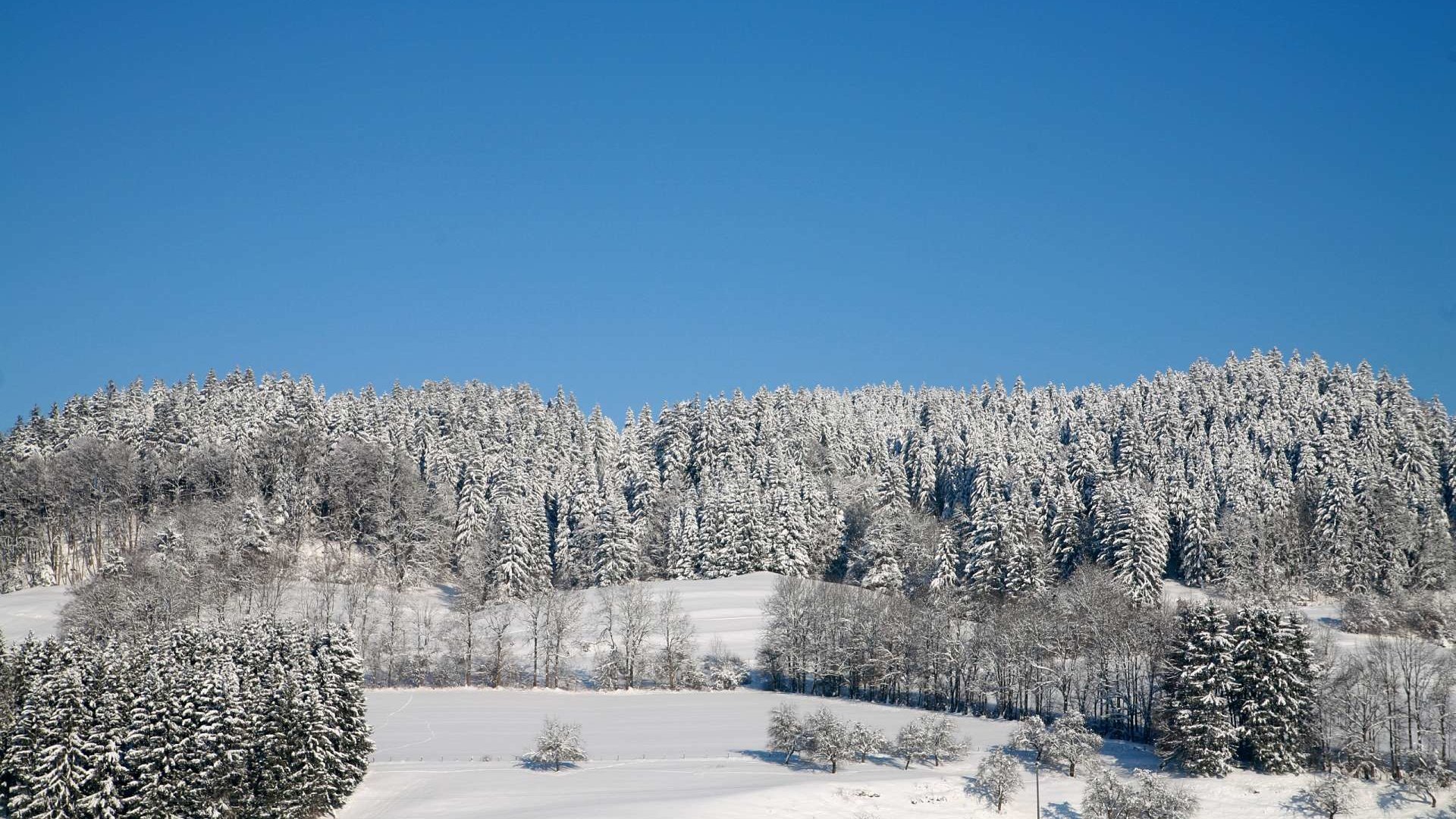 Обои деревья, лес, зима, trees, forest, winter разрешение 1920x1200 Загрузить