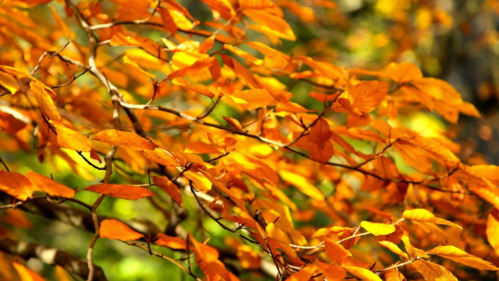 Обои ветка, дерево, листья, осень, branch, tree, leaves, autumn разрешение 1920x1200 Загрузить