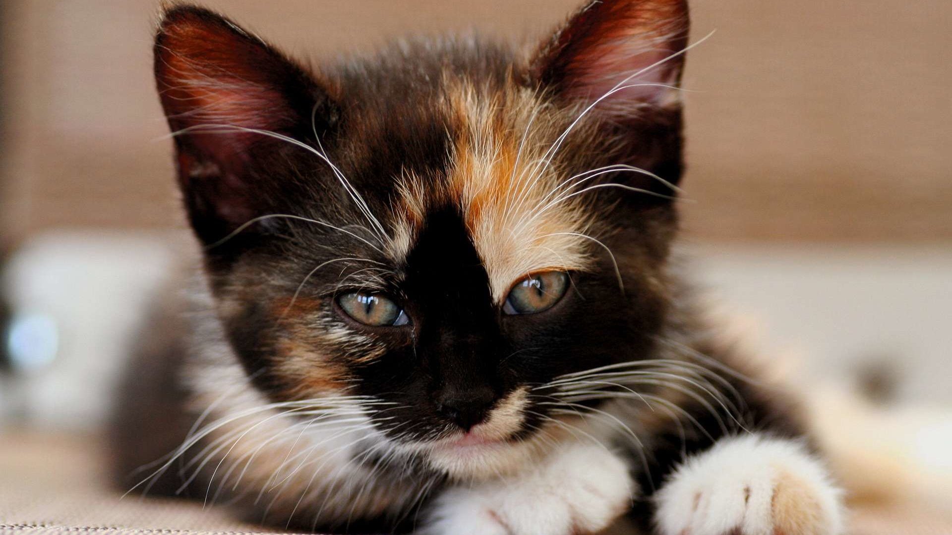 Обои кошка, взгляд, котенок, мордашка, трехцветный, cat, look, kitty, face, tri-color разрешение 1920x1200 Загрузить