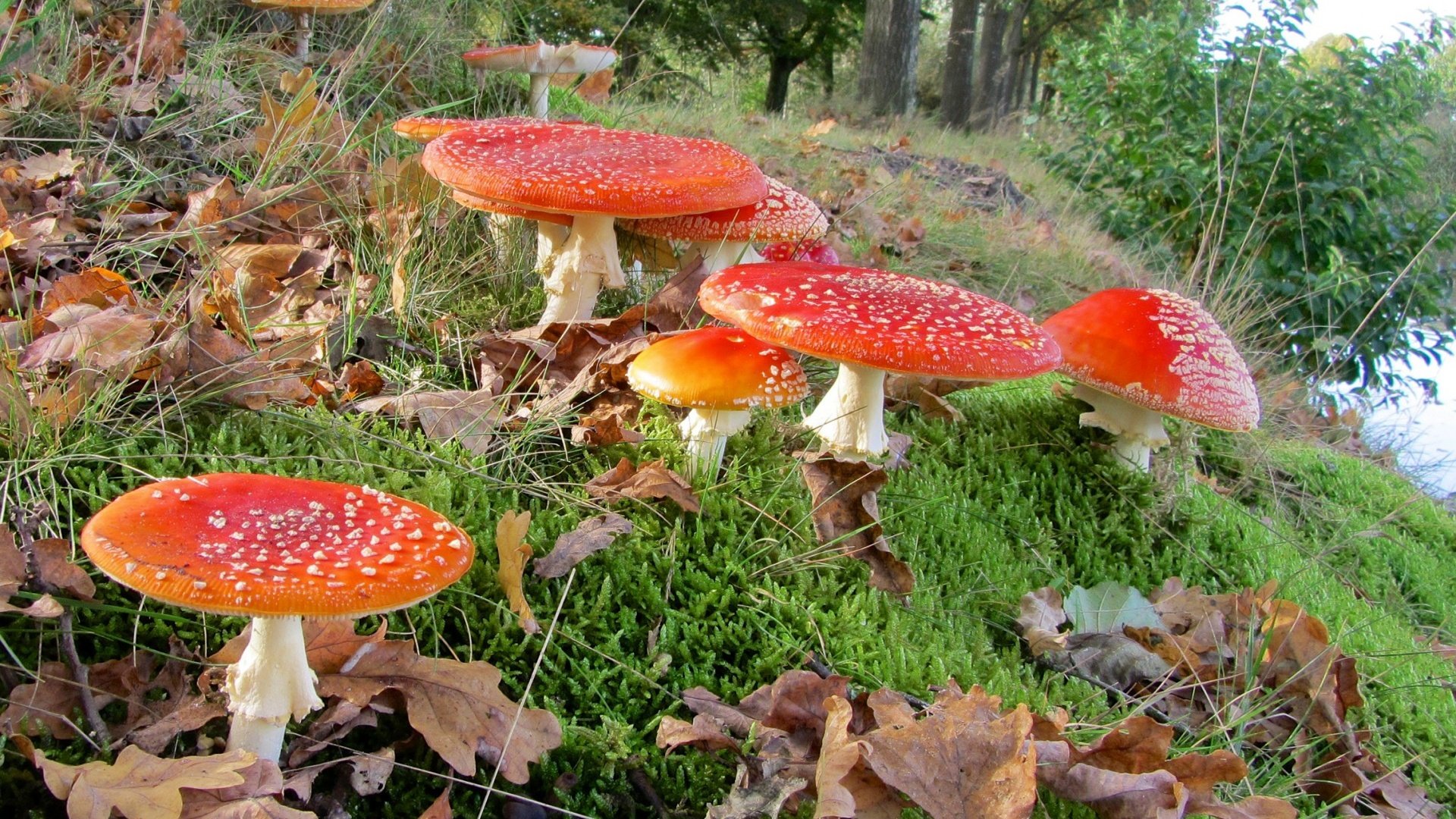 Обои трава, лес, листья, макро, грибы, мухоморы, grass, forest, leaves, macro, mushrooms, amanita разрешение 1920x1200 Загрузить