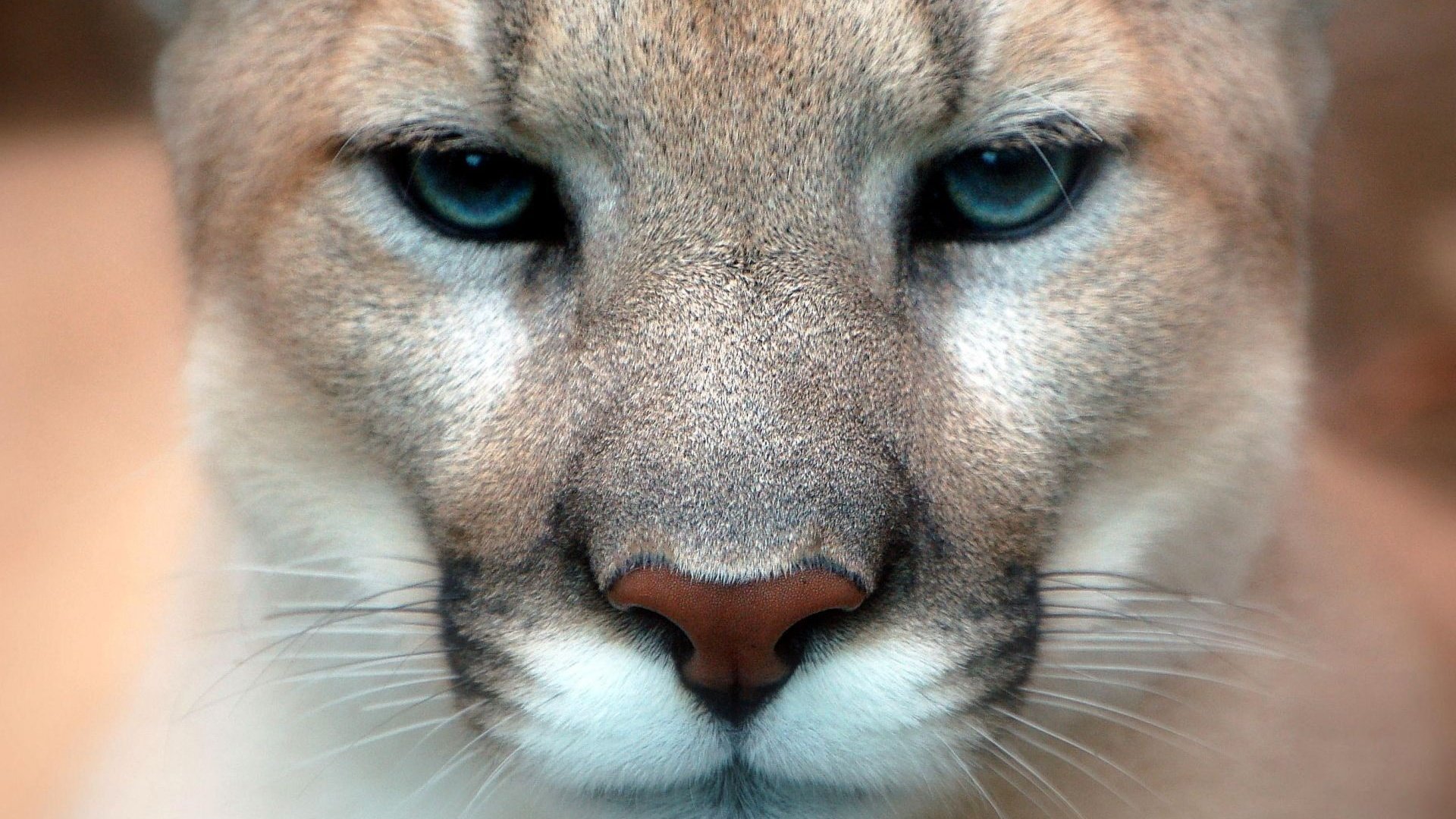 Обои глаза, взгляд, пума, горный лев, кугуар, eyes, look, puma, mountain lion, cougar разрешение 1920x1200 Загрузить
