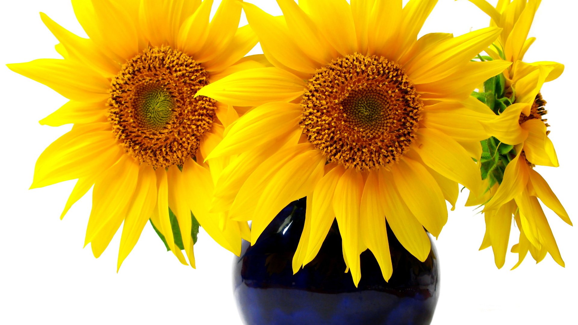 Обои цветы, подсолнухи, белый фон, букет.ваза, flowers, sunflowers, white background, bouquet.vase разрешение 2279x1847 Загрузить