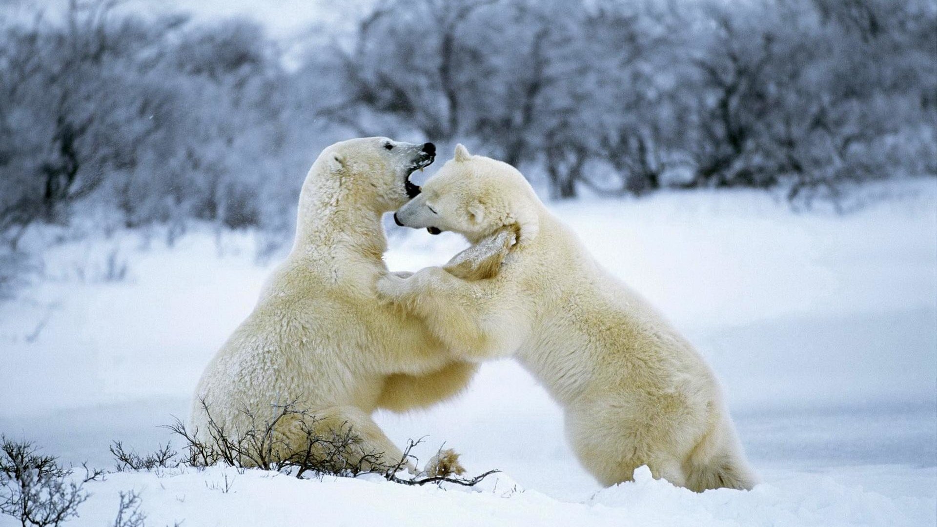 Обои снег, лес, зима, белые, медведи, белые медведи, snow, forest, winter, white, bears, polar bears разрешение 1920x1200 Загрузить