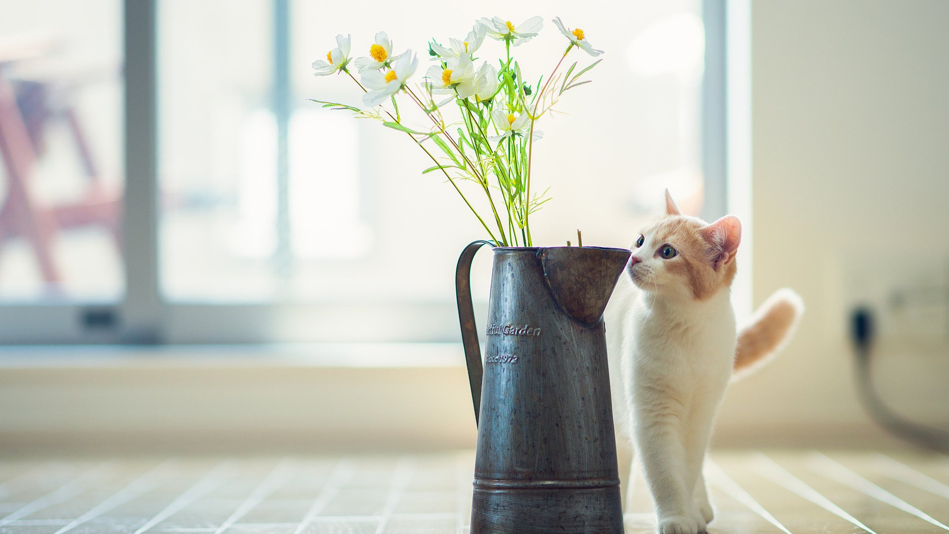 Обои цветы, кот, кошка, ваза, ben torode, ханна, flowers, cat, vase, hannah разрешение 2048x1436 Загрузить