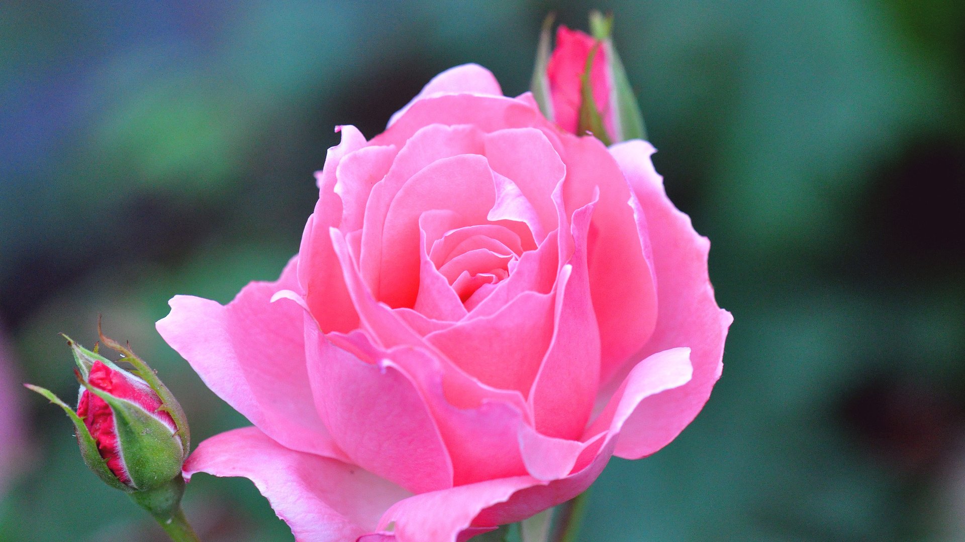 Обои цветок, роза, бутон, розовый, flower, rose, bud, pink разрешение 1920x1200 Загрузить