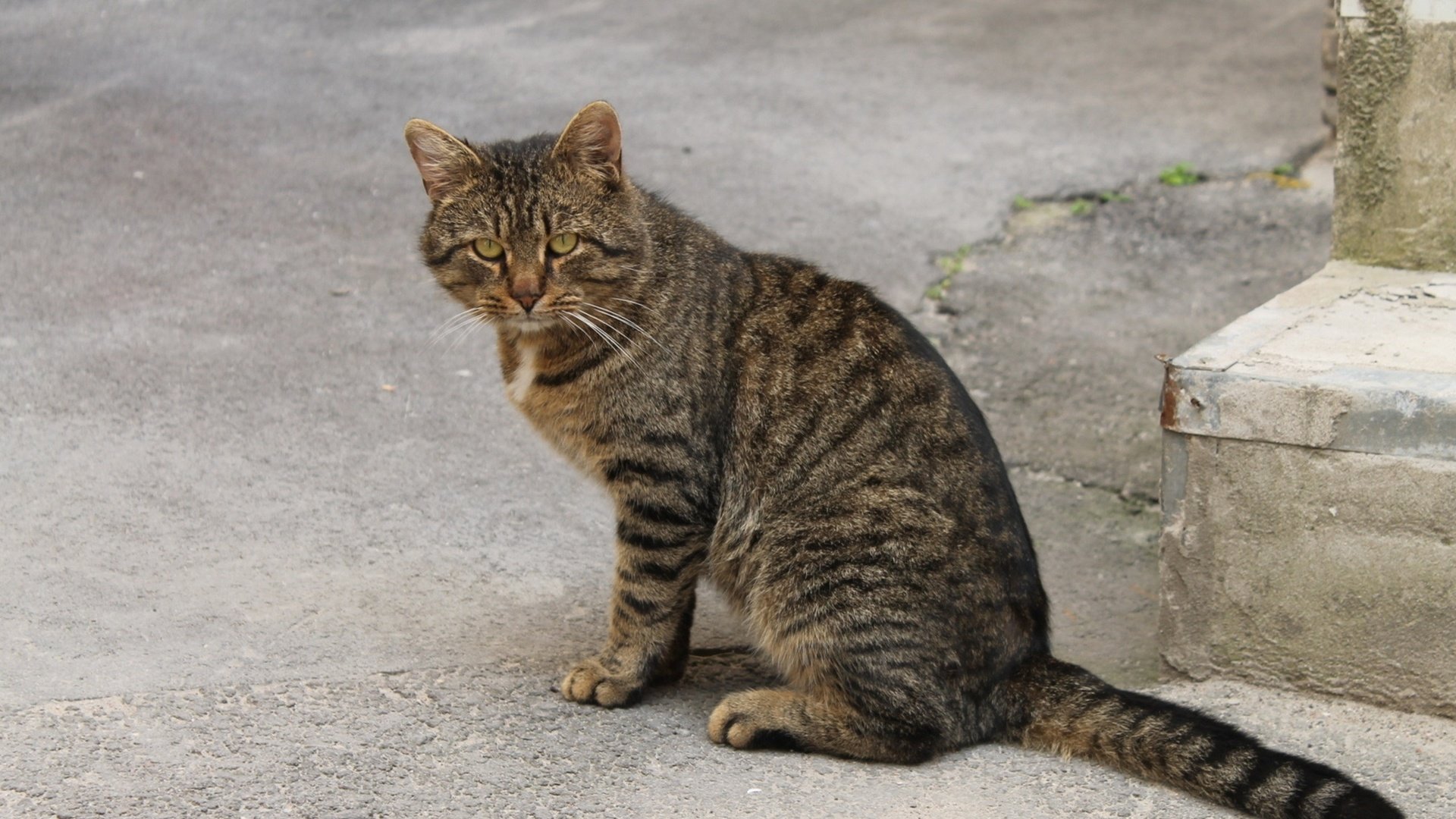 Обои глаза, кот, кошка, взгляд, улица, полосатый, eyes, cat, look, street, striped разрешение 2560x1600 Загрузить