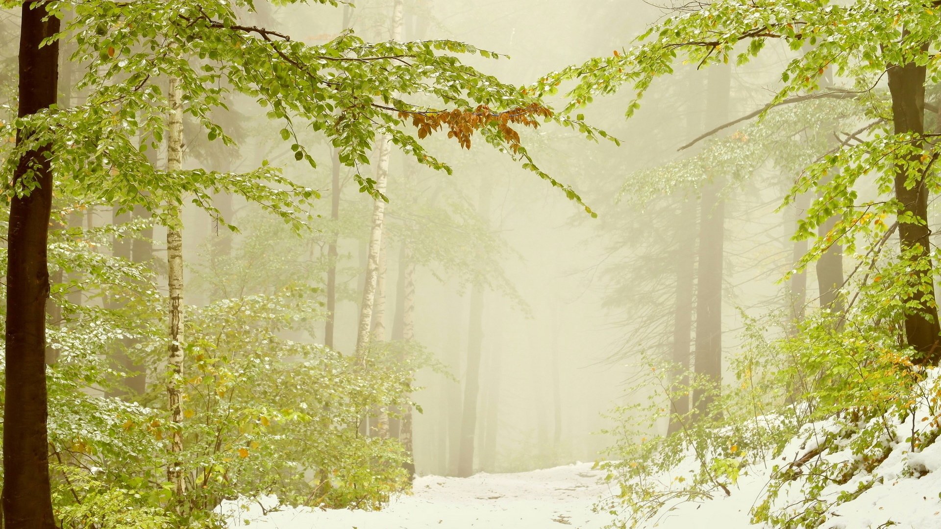 Обои деревья, снег, лес, листья, зима, ветви, дымка, trees, snow, forest, leaves, winter, branch, haze разрешение 1920x1200 Загрузить