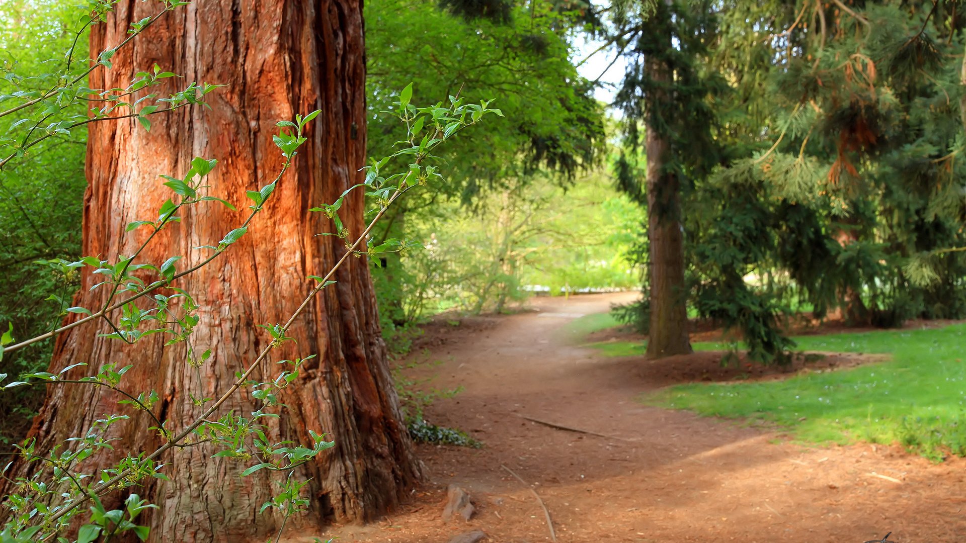 Обои деревья, природа, лес, лето, сосны, тропа, trees, nature, forest, summer, pine, trail разрешение 2560x1600 Загрузить