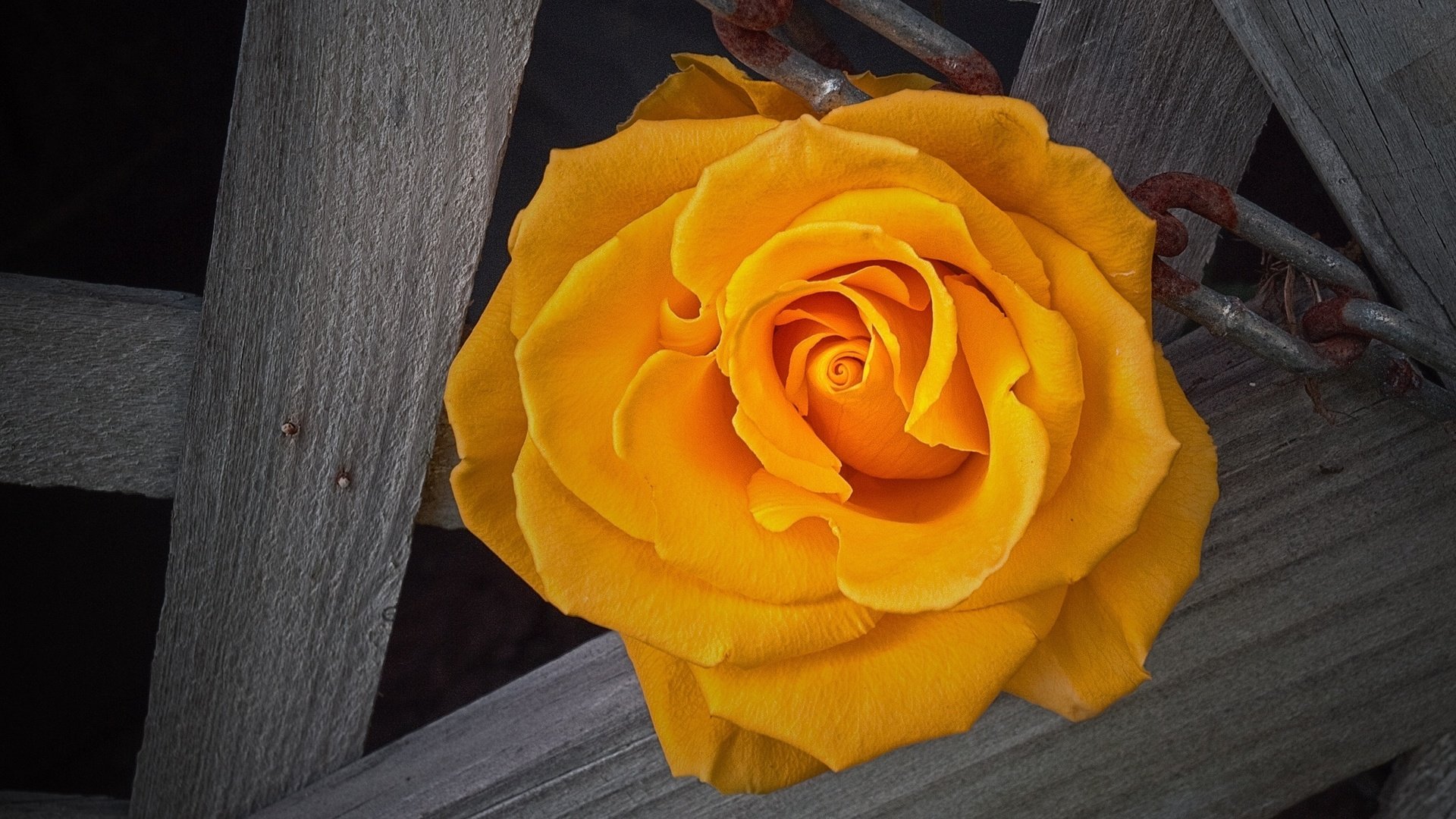 Обои роза, жёлтая, rose, yellow разрешение 2560x1440 Загрузить