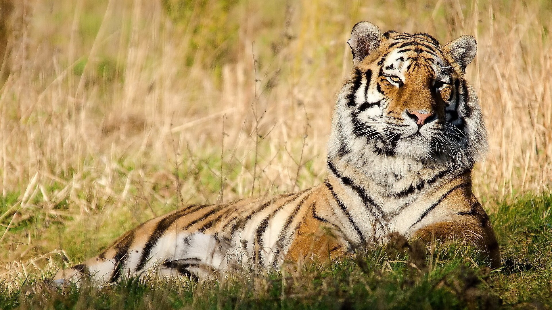 Обои тигр, морда, трава, отдых, покой, tiger, face, grass, stay, peace разрешение 1920x1200 Загрузить