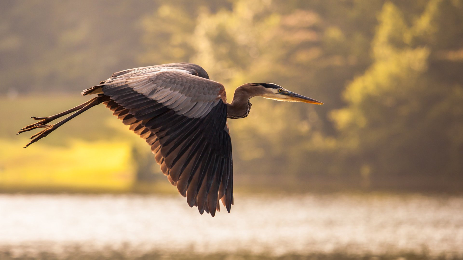 Обои небо, озеро, природа, полет, крылья, птица, цапля, the sky, lake, nature, flight, wings, bird, heron разрешение 3548x2060 Загрузить