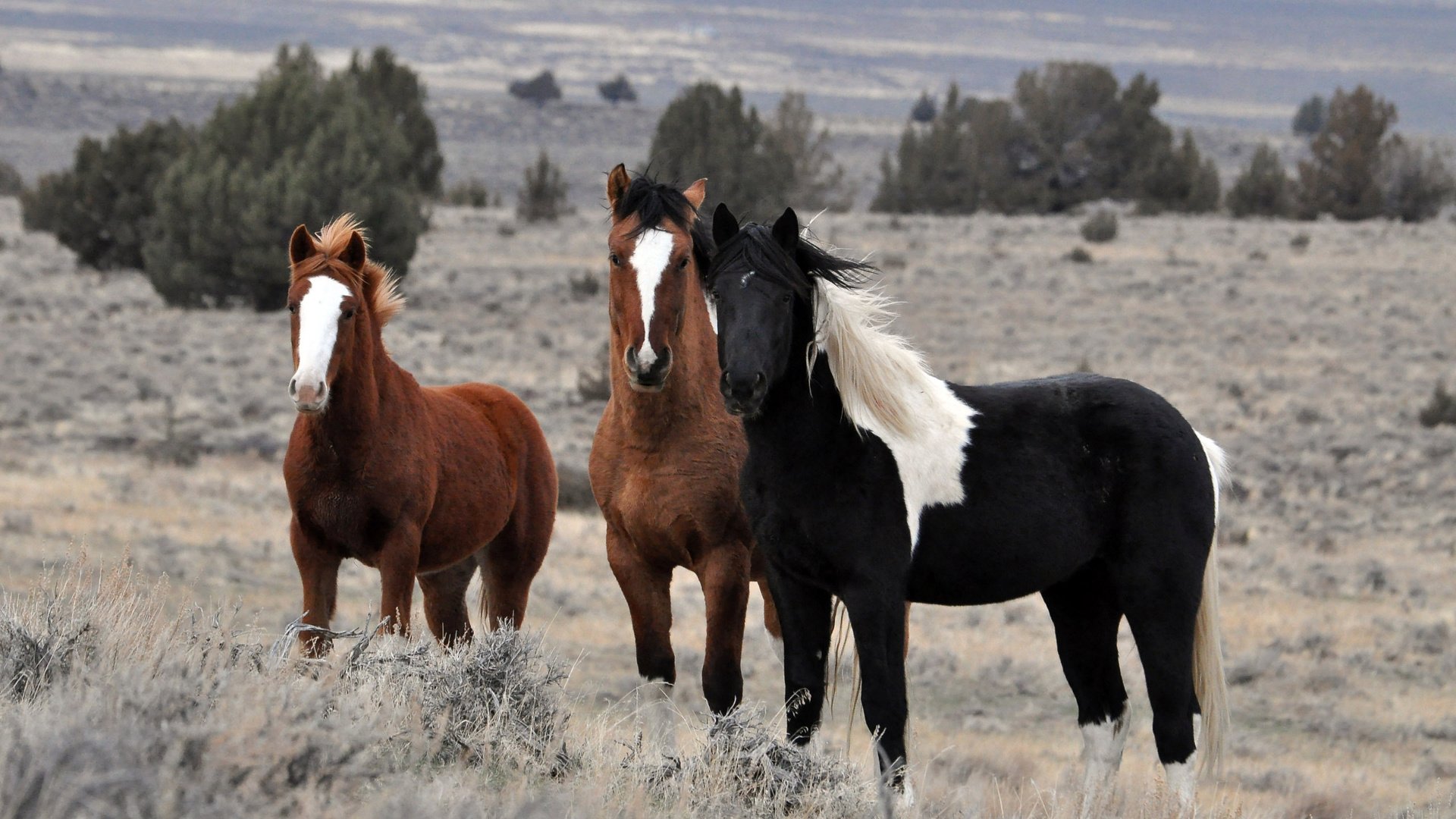 Обои природа, поле, лошади, кони, стадо, жеребцы, nature, field, horse, horses, the herd, stallions разрешение 2560x1600 Загрузить