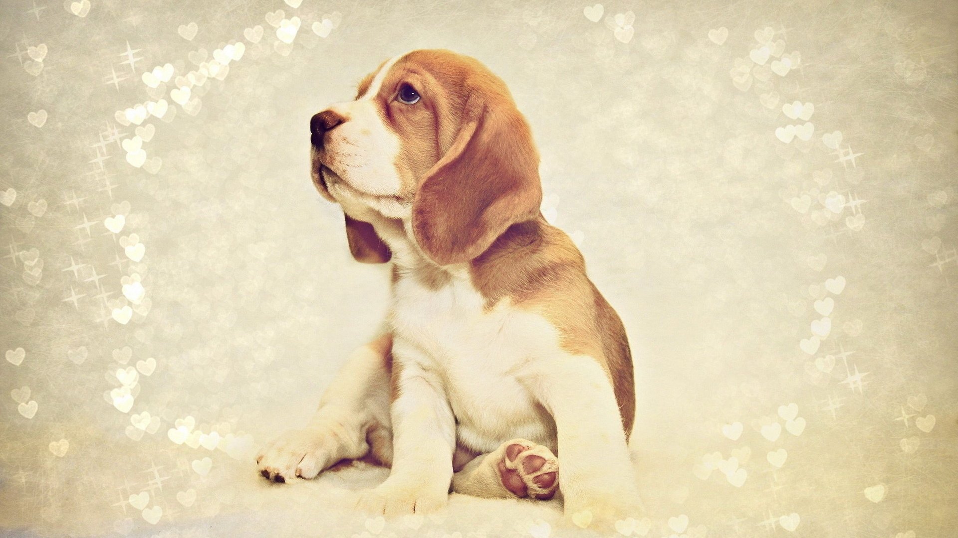 Обои фон, собака, щенок, сидит, бигль, background, dog, puppy, sitting, beagle разрешение 1920x1200 Загрузить