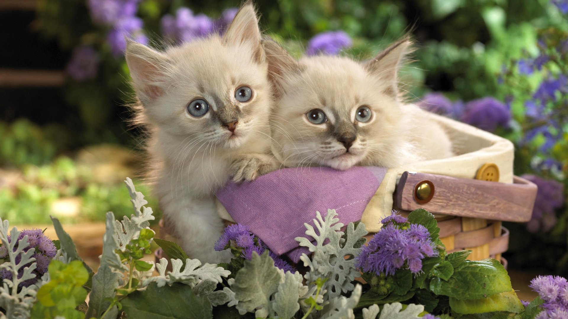 Обои цветы, трава, кошки, котята, корзинка, flowers, grass, cats, kittens, basket разрешение 1920x1200 Загрузить