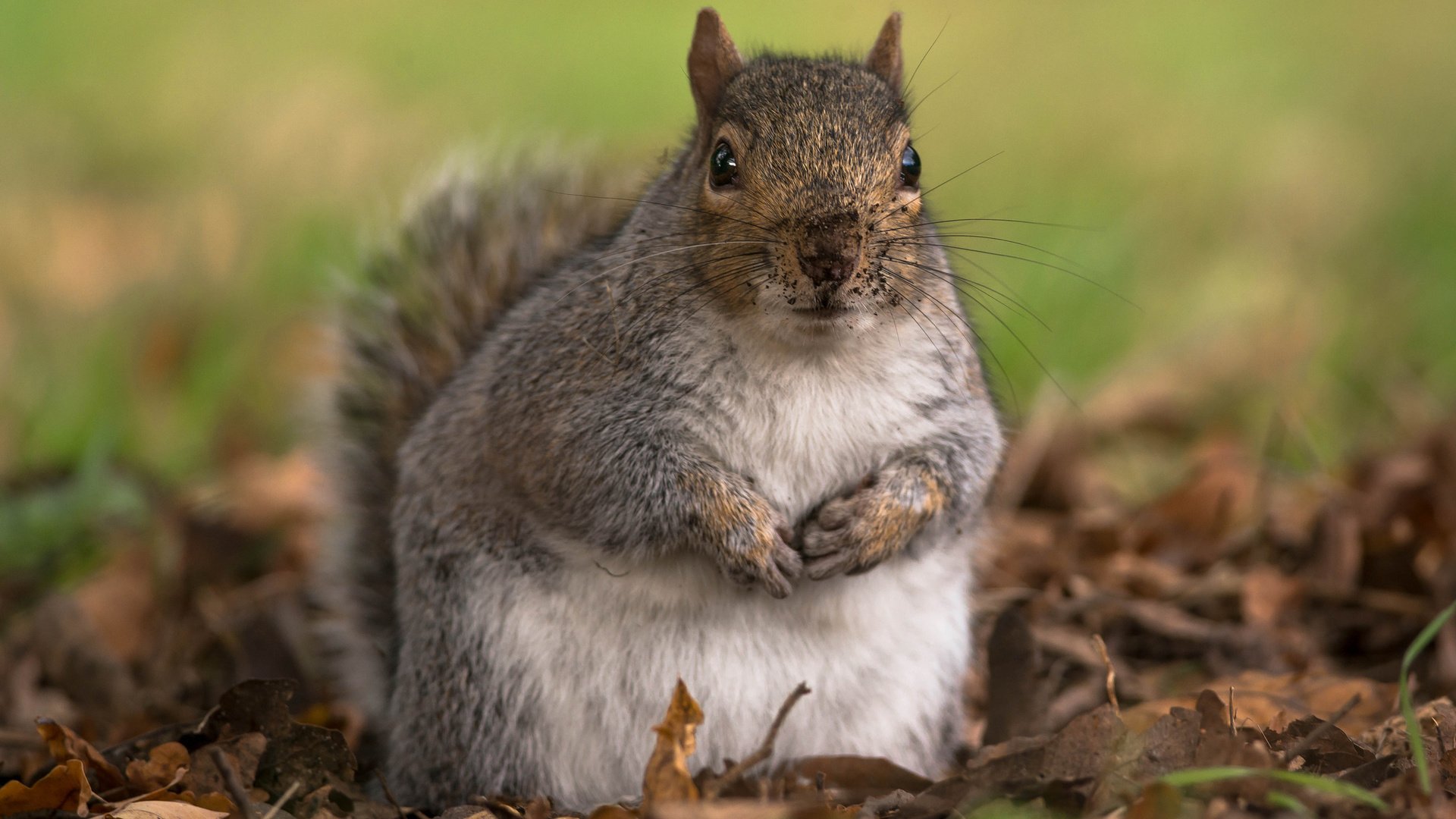 Обои листья, осень, животное, белка, грызун, leaves, autumn, animal, protein, rodent разрешение 2048x1508 Загрузить