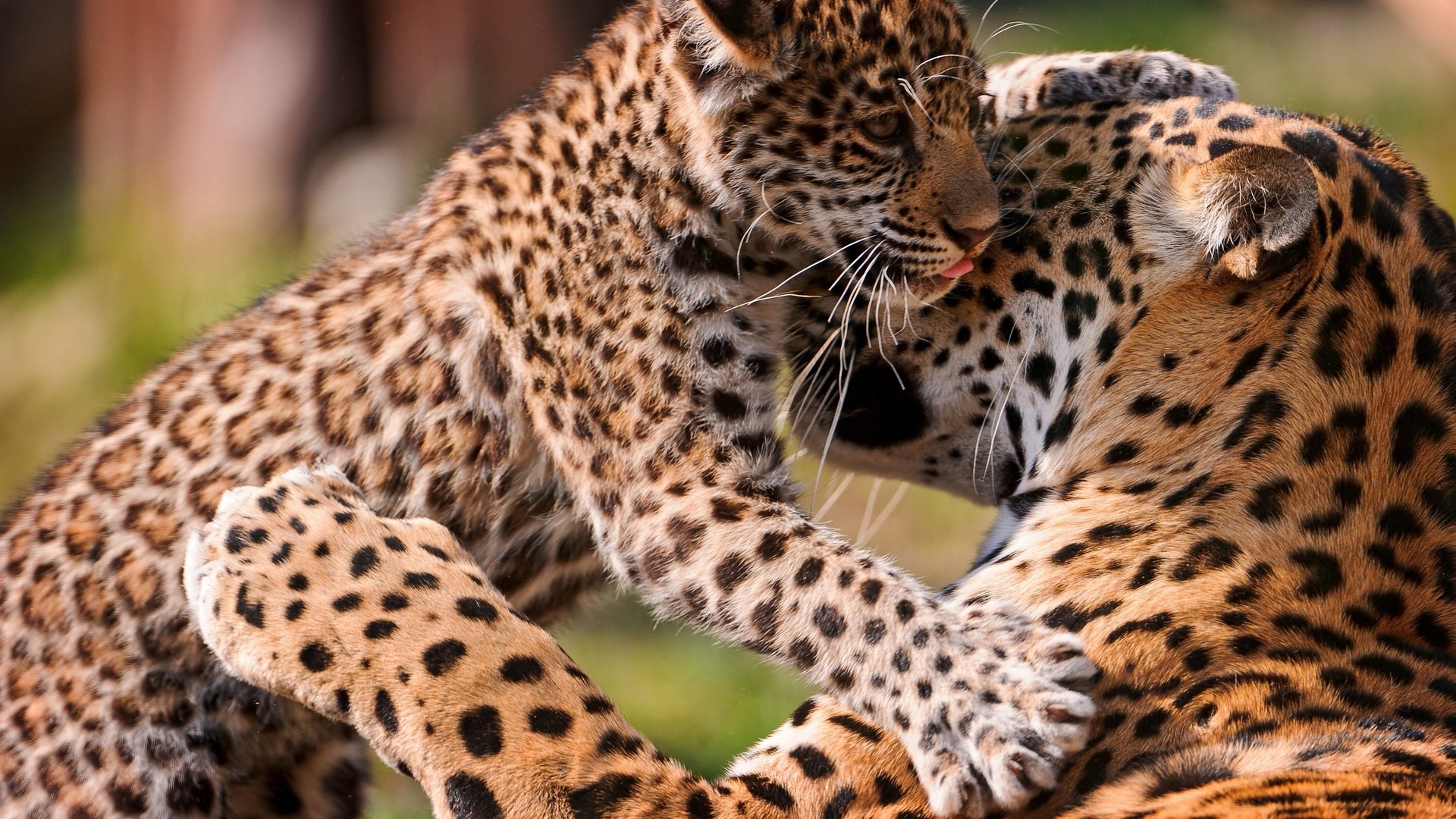 Обои ягуар, игра, кошки, детеныш, ягуары, jaguar, the game, cats, cub, jaguars разрешение 3000x2000 Загрузить