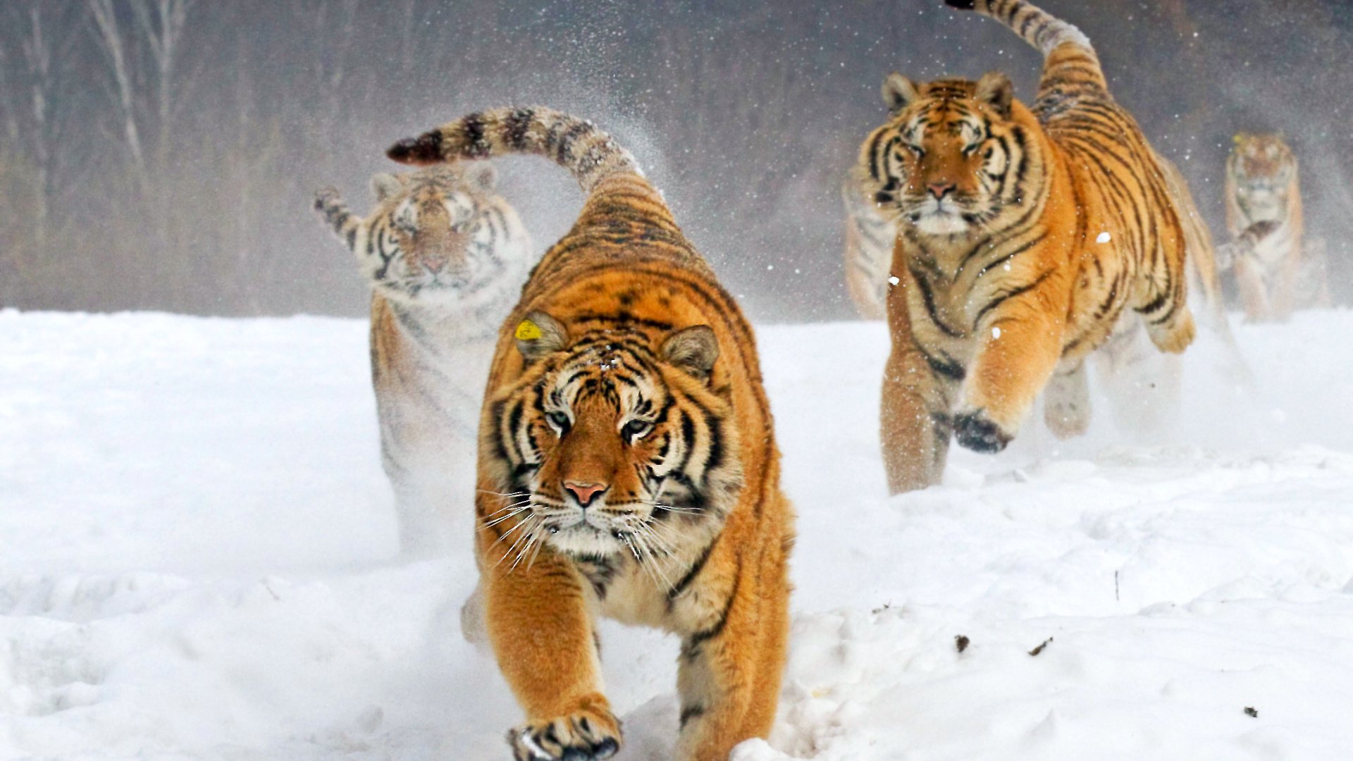 Обои тигр, зима, бегут, tiger, winter, run разрешение 2583x1722 Загрузить