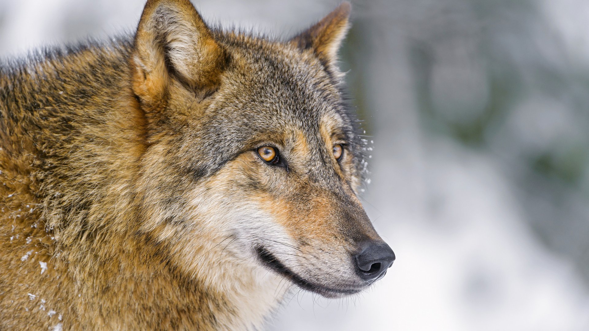 Обои фон, взгляд, хищник, волк, background, look, predator, wolf разрешение 2048x1365 Загрузить