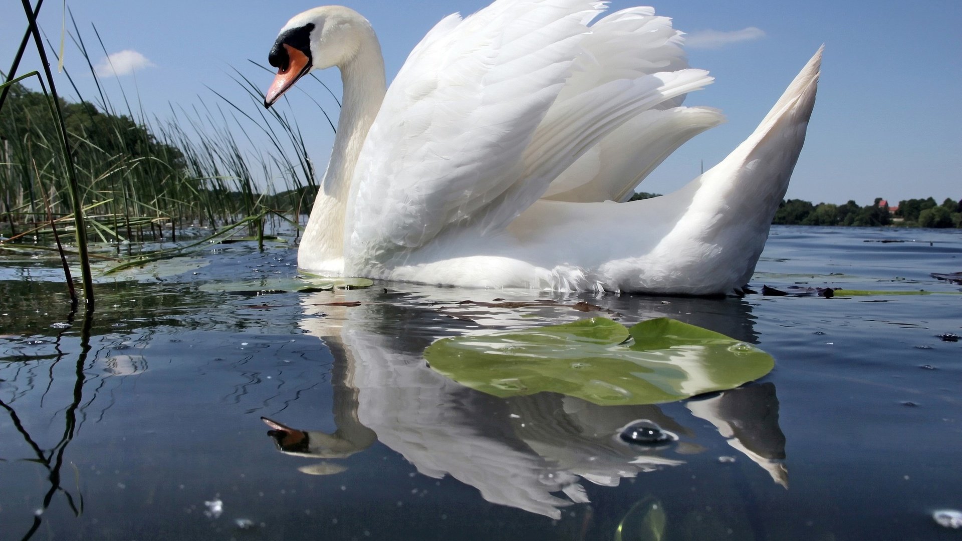 Обои вода, отражение, белый, птицы, лебедь, шипун, water, reflection, white, birds, swan, mute разрешение 2048x1365 Загрузить
