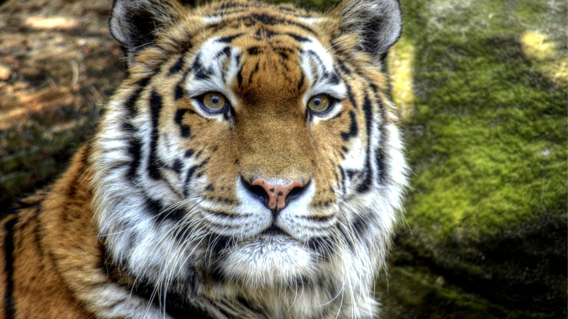 Обои тигр, морда, взгляд, хищник, tiger, face, look, predator разрешение 2600x1722 Загрузить