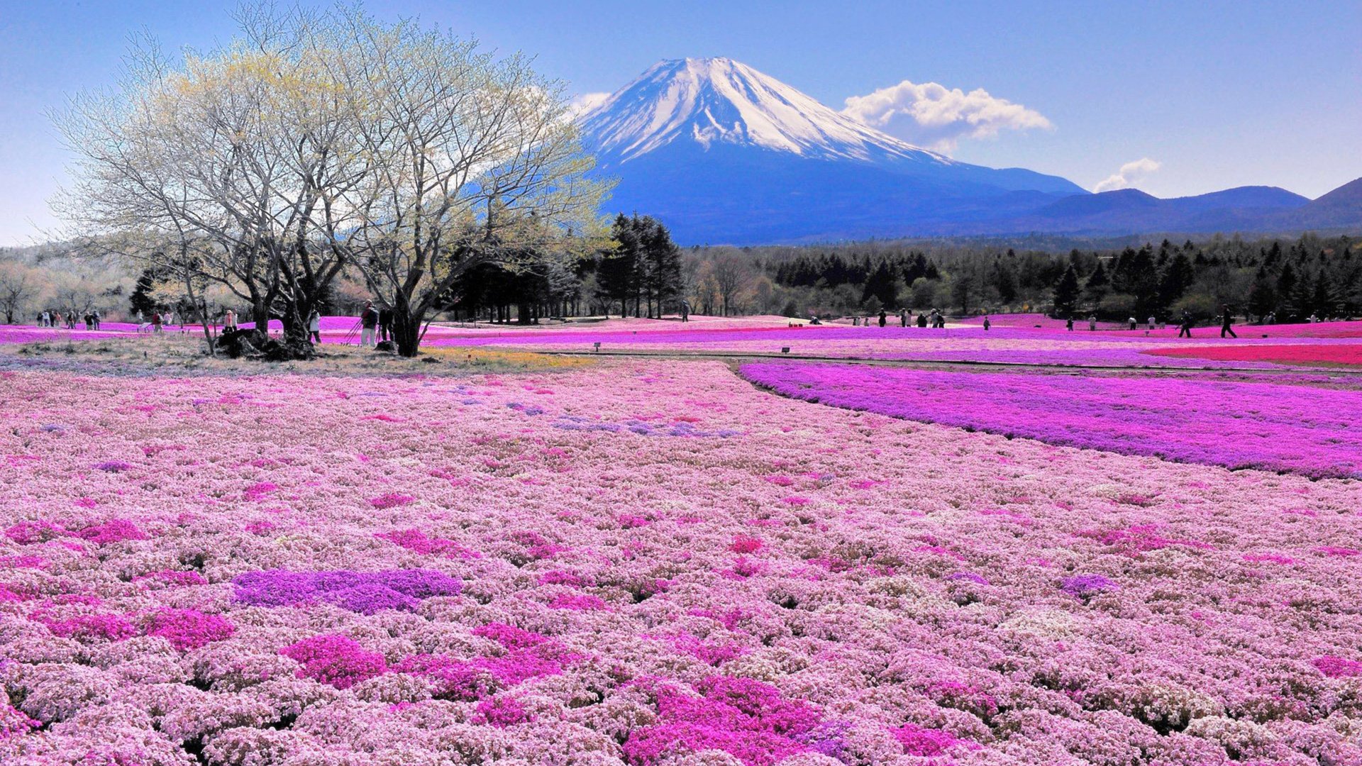 Обои цветы, деревья, пейзаж, япония, вулкан, flowers, trees, landscape, japan, the volcano разрешение 2880x1800 Загрузить