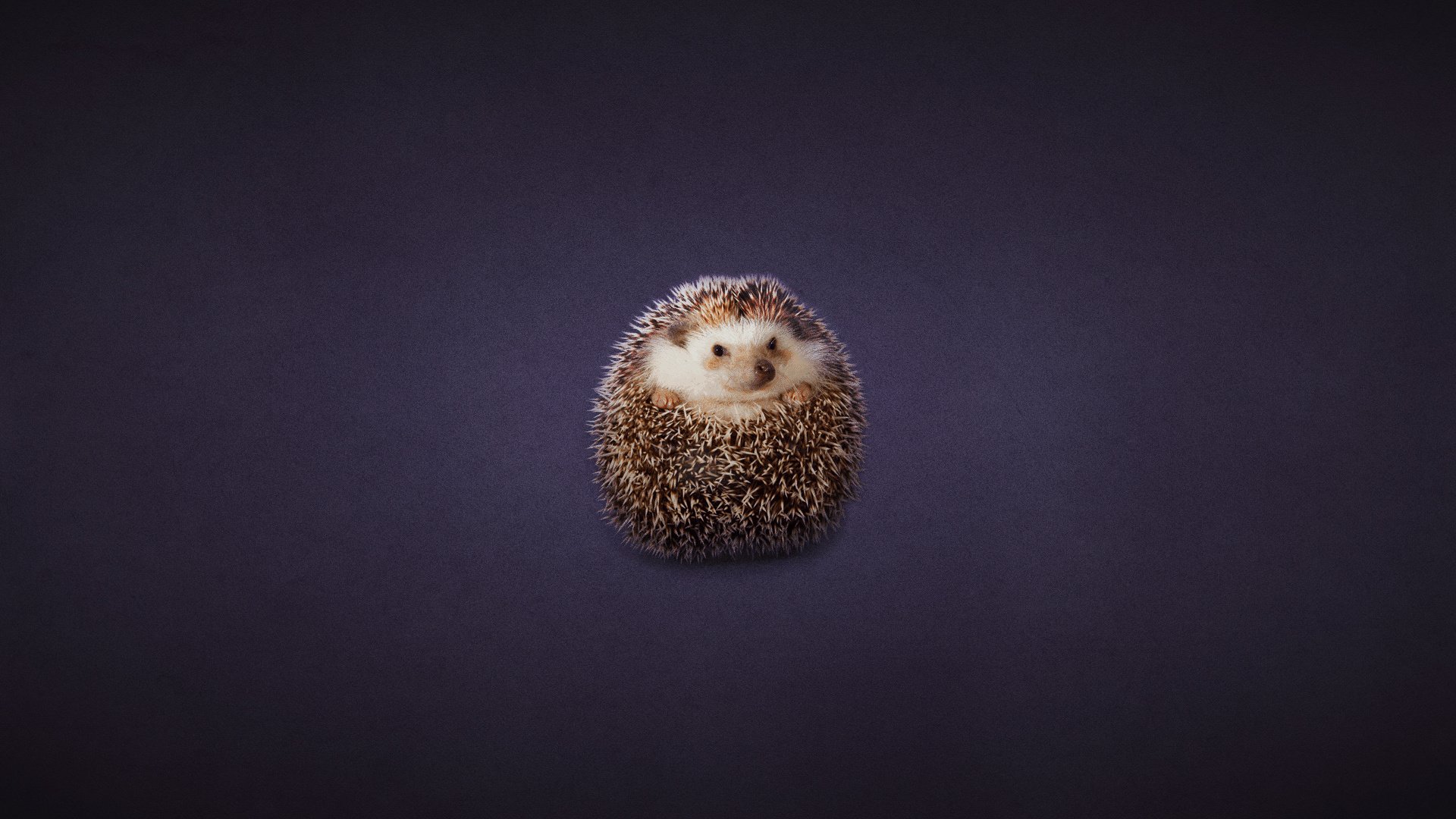 Обои клубок, ежик, еж, темноватый фон, tangle, hedgehog, dark background разрешение 1920x1200 Загрузить